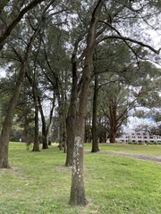 Caliciaceae