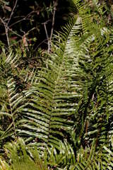 Telmatoblechnum indicum