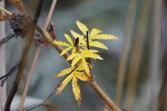 Agrimonia parviflora
