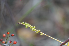 Agrimonia parviflora