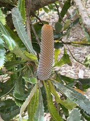 Banksia serrata