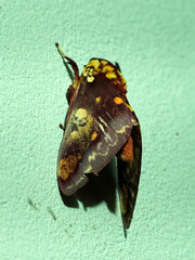 Citheronia phoronea