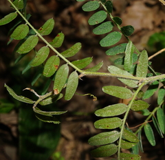Vicia cassubica