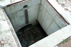 Varanus salvator macromaculatus