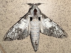 Strigocossus moderata