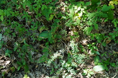 Vicia cassubica