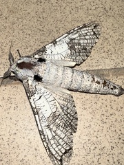 Strigocossus moderata