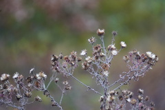 Vernonia noveboracensis