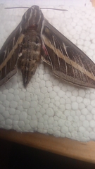 Hyles lineata