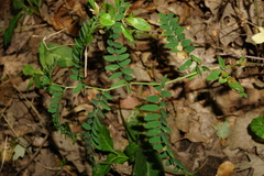 Vicia cassubica