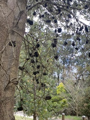 Banksia integrifolia