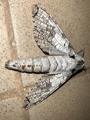 Strigocossus moderata