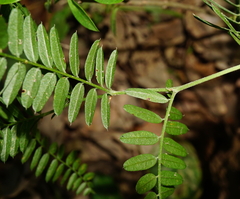 Vicia cassubica
