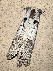 Strigocossus moderata