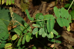 Vicia cassubica