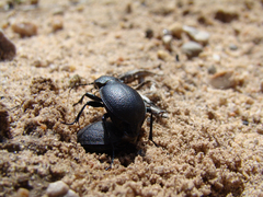 Calosoma luxatum