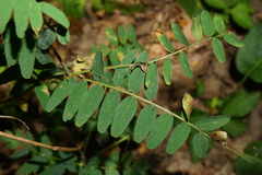 Vicia cassubica