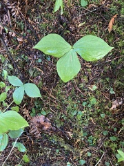 Trillium ovatum