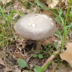 Amanita cheelii