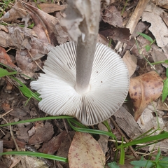 Amanita cheelii
