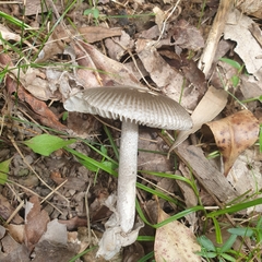 Amanita cheelii