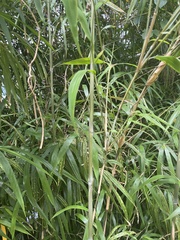 Bambusoideae