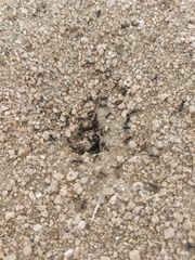 Veromessor pergandei