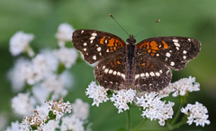 Anthanassa texana seminole