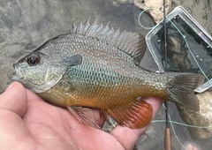 Lepomis aquilensis