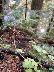 Tiarella trifoliata trifoliata