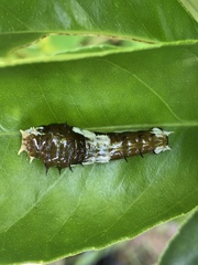 Papilio aegeus aegeus