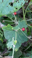 Cucumis maderaspatanus