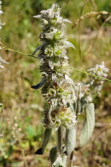 Stachys germanica