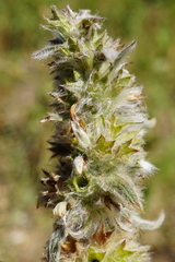 Stachys germanica