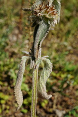 Stachys germanica