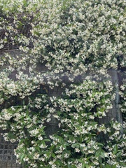 Trachelospermum