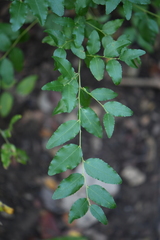 Ziziphus jujuba
