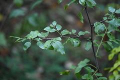 Ziziphus jujuba