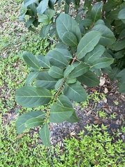 Viburnum odoratissimum
