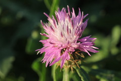 Centaurea aspera