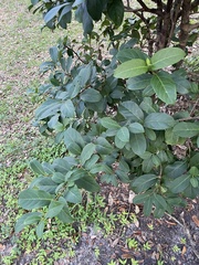 Viburnum odoratissimum