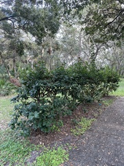 Viburnum odoratissimum