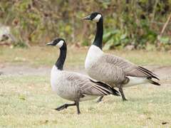 Branta canadensis parvipes