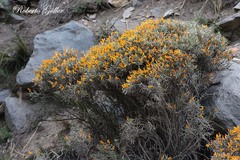 Anarthrophyllum elegans