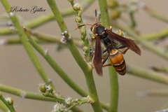 Polistes buyssoni