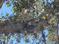 Melanerpes carolinus