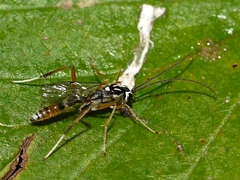 Lymeon orbus