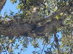 Melanerpes carolinus