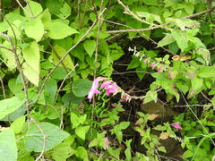 Salvia curviflora