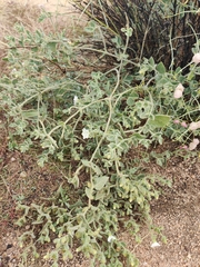 Mirabilis tenuiloba
